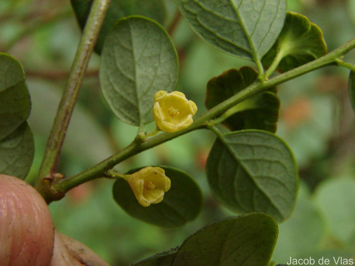 Phyllanthus retusus Dennst.